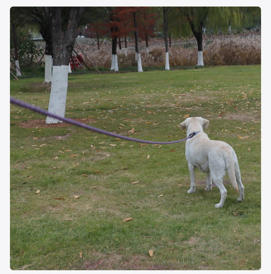 Long Dogs Training Leash for Walking Heavy Duty Nylon Leash for Agility Training
