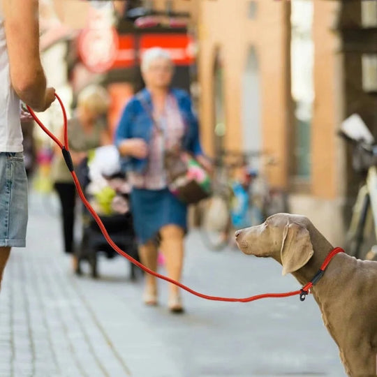 Dog Training Leash P Leash, Durable Nylon Material Heavy Duty