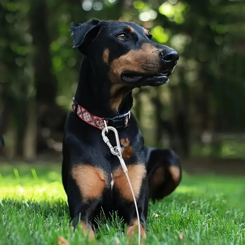 Double-headed Dog Tie Out Cable Leash ,raction rope with metal buckle steel wire