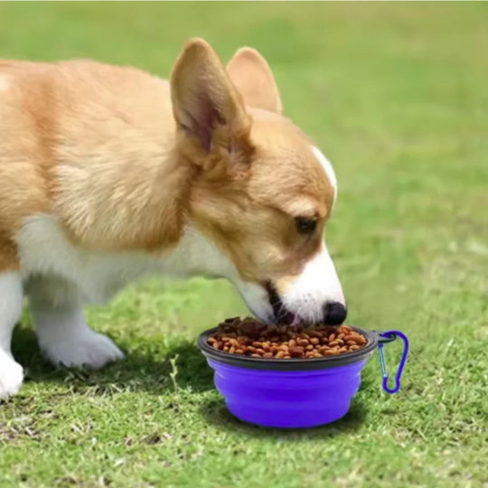 Durable TPR Portable Pet Food Bowl for Cats And Dogs Silicone