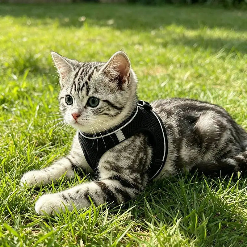 2pcs Universal harness and leash set for cats and dogs. Harness. Leash. Cat and dog puppy collars. Chest harness.