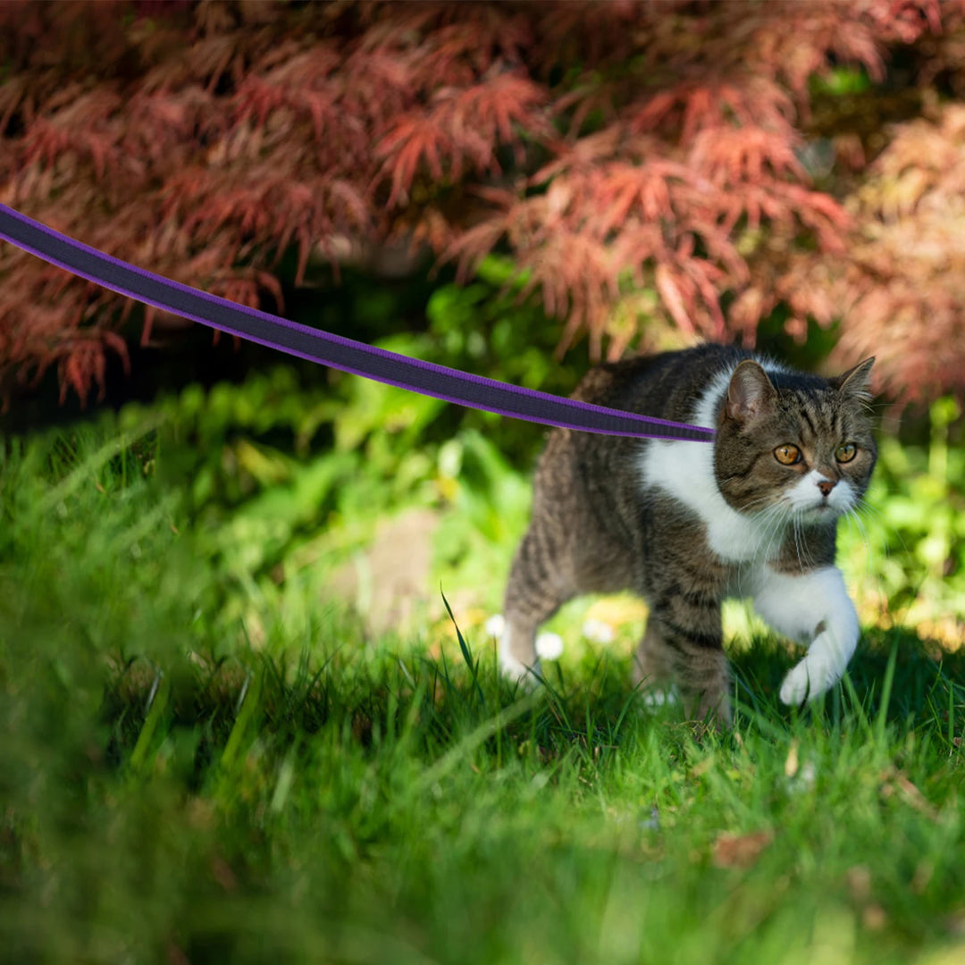 Medium Small Long Dog Leash Latex Silk Easy and Convenient Training