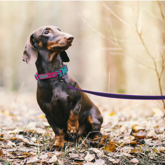 Medium Small Long Dog Leash Latex Silk Easy and Convenient Training