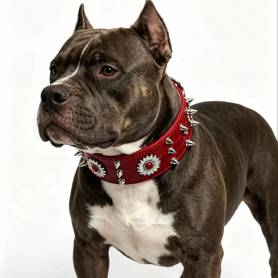 Dog collar with rivets, red, fashionable, cool, street punk style