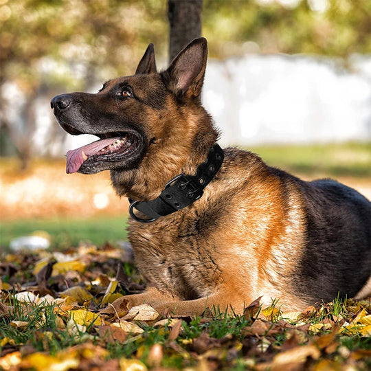 1pc Durable Nylon Military Collars Outdoor For Medium Large Dog