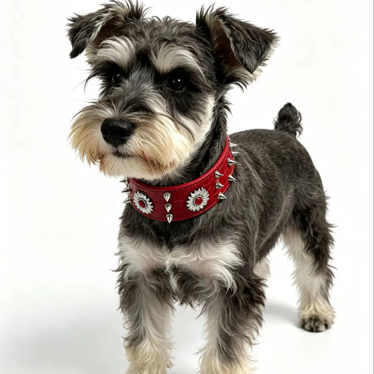 Dog collar with rivets, red, fashionable, cool, street punk style
